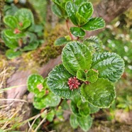 Pilea umbellata urticaceae Endémique La Réunion 24.jpeg