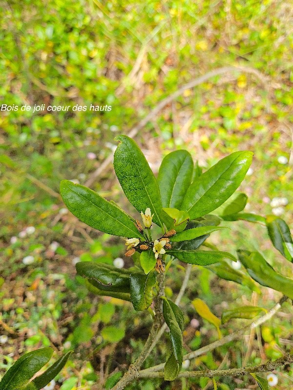 Pittosporum senacia var reticulatum Bois de joli coeur  des hauts Pittosporaceae In digène La Réunion 924.jpeg