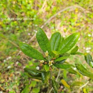 Pittosporum senacia var reticulatum Bois de joli coeur  des hauts Pittosporaceae In digène La Réunion 924.jpeg