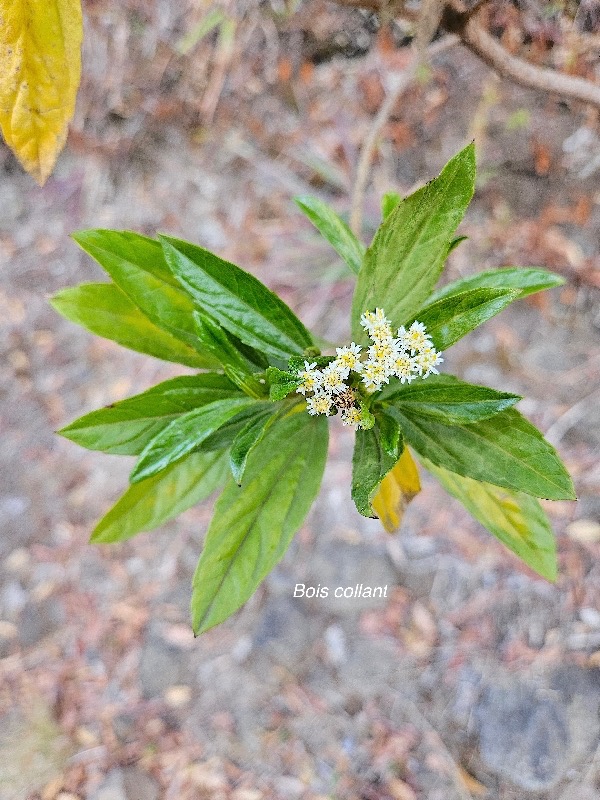 Psiadia dentata Bois collant Astera ceae Endémique La Réunion 13.jpeg