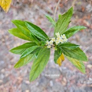 Psiadia dentata Bois collant Astera ceae Endémique La Réunion 13.jpeg