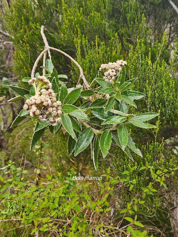 Psiadia montana ? Bois marron Aster aceae Endémique La Réunion 57.jpeg