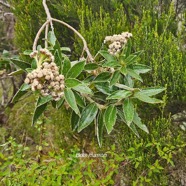 Psiadia montana ? Bois marron Aster aceae Endémique La Réunion 57.jpeg