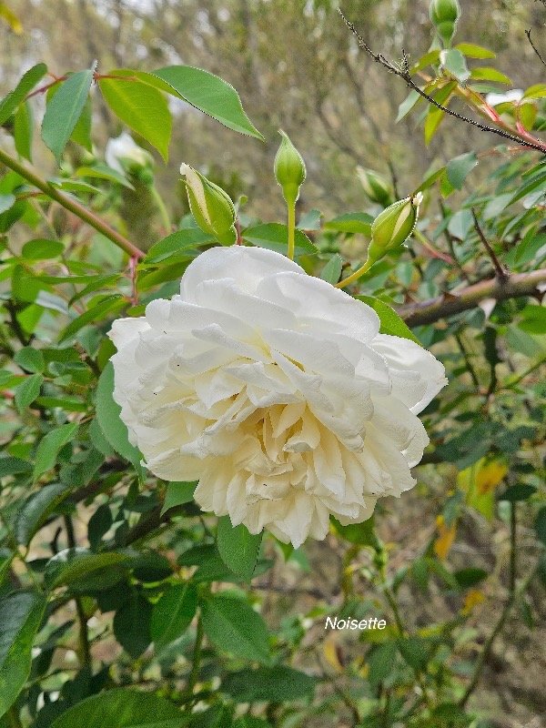 Rosa Lamarque, rose ancienne Noisette Rosaceae 19.jpeg