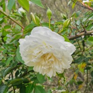 Rosa Lamarque, rose ancienne Noisette Rosaceae 19.jpeg