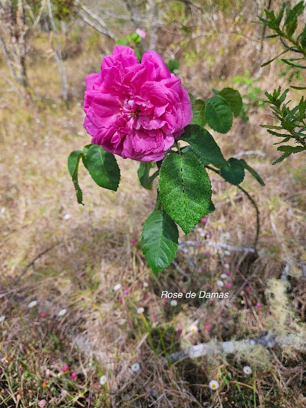 Rosa x damascena Rosier de Damas Rosaceae 334.jpeg