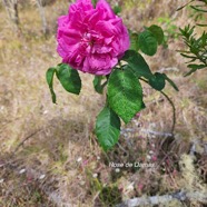 Rosa x damascena Rosier de Damas Rosaceae 334.jpeg