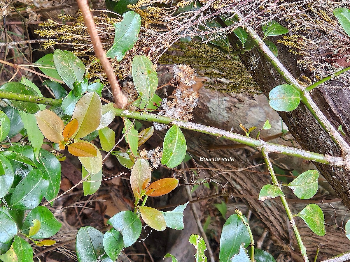 Scutia myrtina Bois de sinte Rhamn aceae Indigène La réunion 06.jpeg