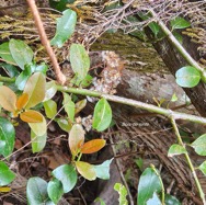 Scutia myrtina Bois de sinte Rhamn aceae Indigène La réunion 06.jpeg