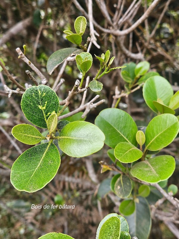 Sideroxylon borbonicum Bois de fer ba?tard  Sapotaceae  Endémique La Réunion 14.jpeg