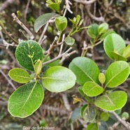 Sideroxylon borbonicum Bois de fer ba?tard  Sapotaceae  Endémique La Réunion 14.jpeg