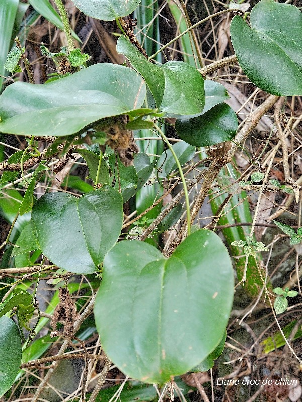 smilax anceps Liane croc de chien Smi lacaceae Indigène La Réunion 26.jpeg