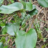 smilax anceps Liane croc de chien Smi lacaceae Indigène La Réunion 26.jpeg