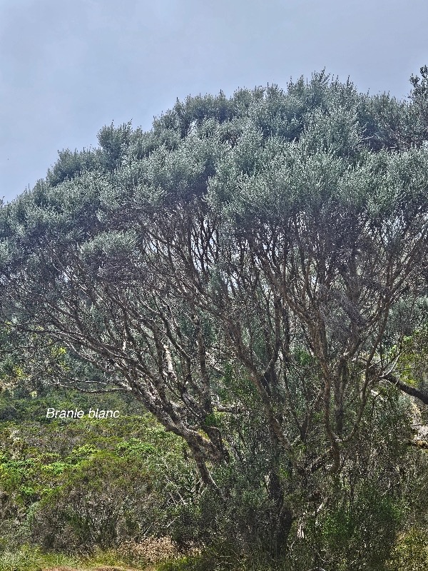 Stoebe passerinoides Branle blanc Ast eraceae Endémique La Réunion 15.jpeg