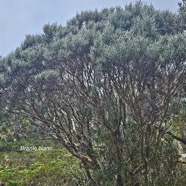 Stoebe passerinoides Branle blanc Ast eraceae Endémique La Réunion 15.jpeg