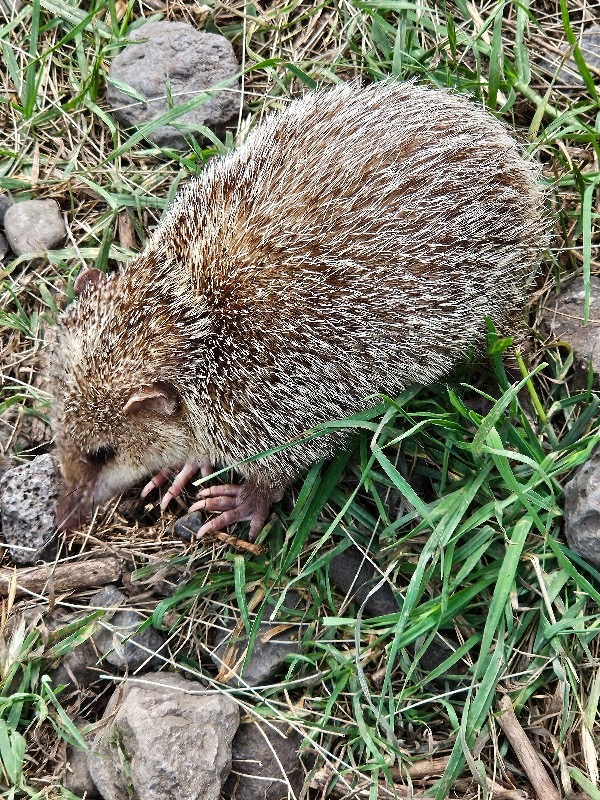 Tenrec ecaudatus Tangue Tenrecidae 109.jpeg