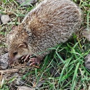 Tenrec ecaudatus Tangue Tenrecidae 109.jpeg