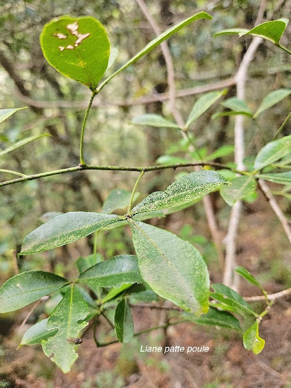 Toddalia asiatica Liane patte poule R utaceae Indigène La Réunion 48.jpeg