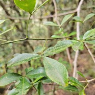 Toddalia asiatica Liane patte poule R utaceae Indigène La Réunion 48.jpeg