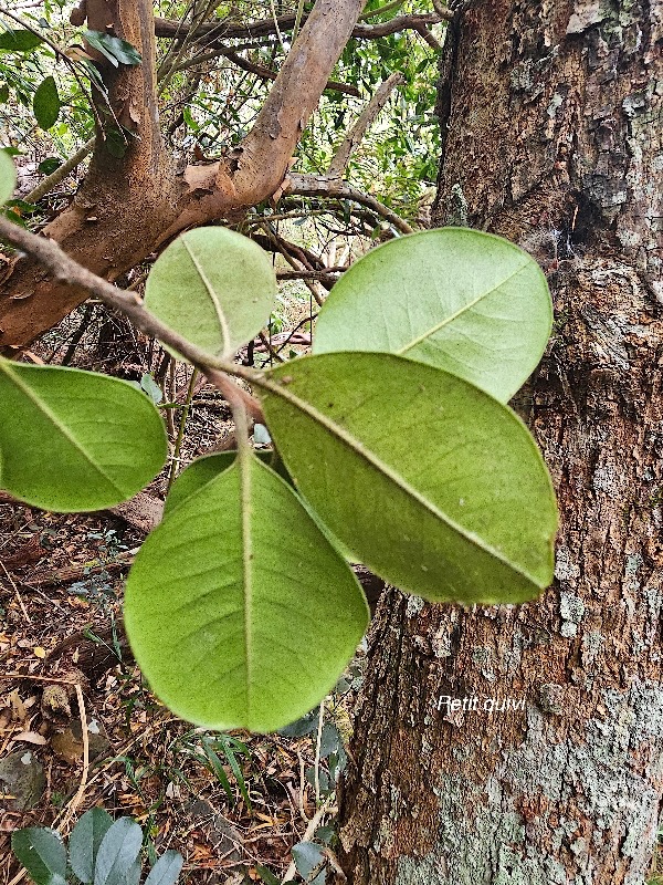 Turraea ovata Petit quivi Meliaceae E ndémique La Réunion, Maurice 04.jpeg