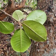 Turraea ovata Petit quivi Meliaceae E ndémique La Réunion, Maurice 04.jpeg