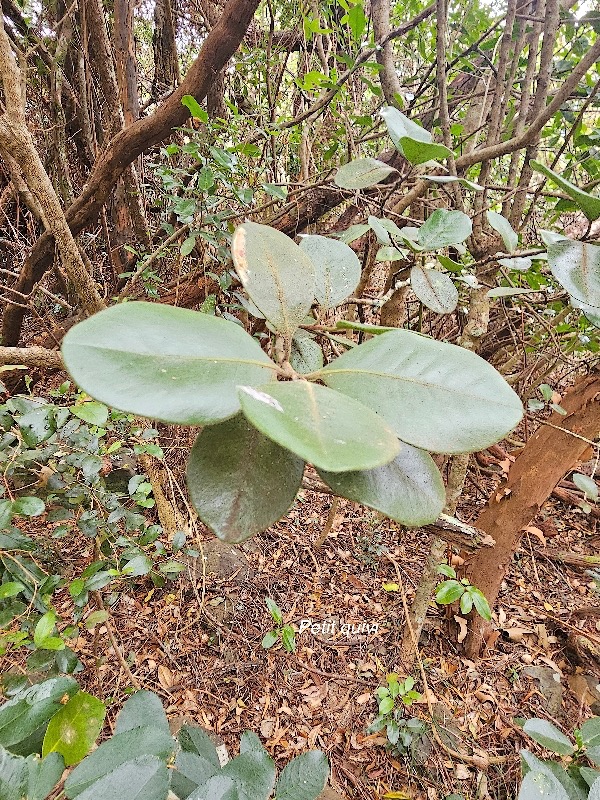 Turraea ovata Petit quivi Meliaceae E ndémique La Réunion, Maurice 06.jpeg