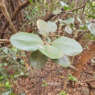 Turraea ovata Petit quivi Meliaceae E ndémique La Réunion, Maurice 06.jpeg