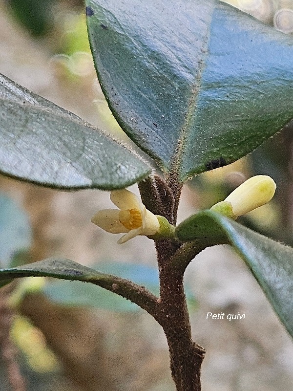 Turraea ovata Petit quivi Meliaceae E ndémique La Réunion, Maurice 29.jpeg