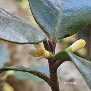 Turraea ovata Petit quivi Meliaceae E ndémique La Réunion, Maurice 29.jpeg