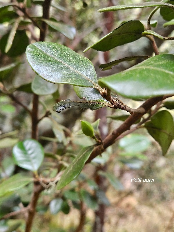 Turraea ovata Petit quivi Meliaceae Endémique La Réunion, Maurice 345.jpeg