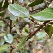 Turraea ovata Petit quivi Meliaceae Endémique La Réunion, Maurice 345.jpeg