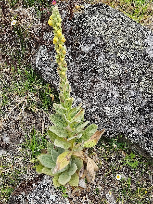 Verbascum thapsus Bouillon blanc Scro phulariaceae Amphinaturalisé 335.jpeg