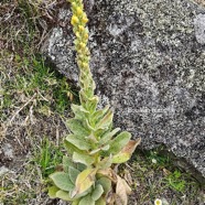 Verbascum thapsus Bouillon blanc Scro phulariaceae Amphinaturalisé 335.jpeg