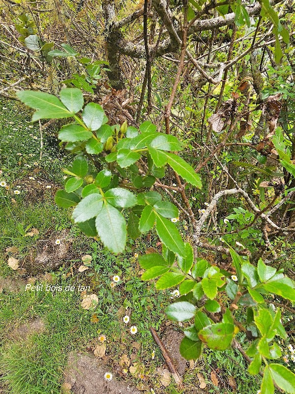 Weinmannia mauritiana Petit bois de tan Cunoniaceae Endémique La Réunion, Maurice 44.jpeg