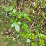 Weinmannia mauritiana Petit bois de tan Cunoniaceae Endémique La Réunion, Maurice 44.jpeg