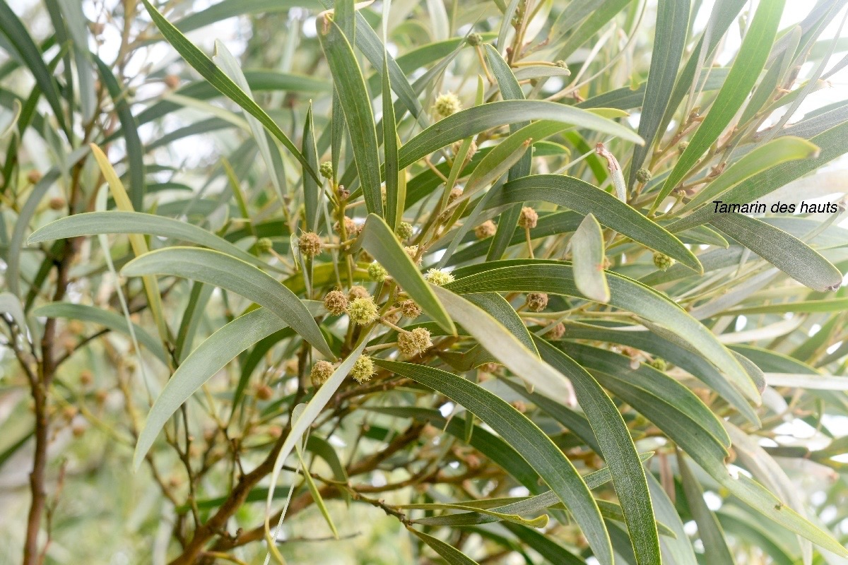 Acacia heterophylla Tamarin des hauts F abaceae Endémique La Réunion 135.jpeg