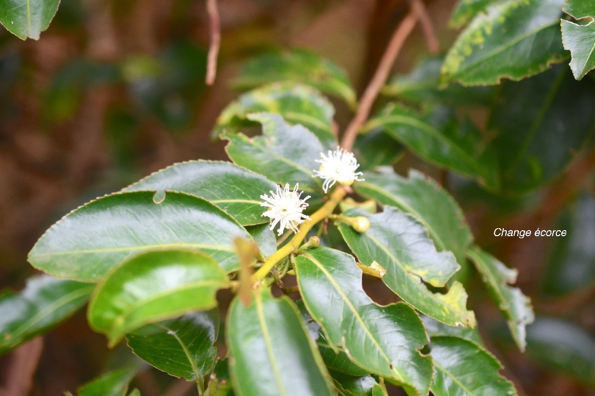 Aphloia theiformis Change e?corc e Mascareignes, Madagascar .jpeg