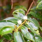 Aphloia theiformis Change e?corc e Mascareignes, Madagascar .jpeg