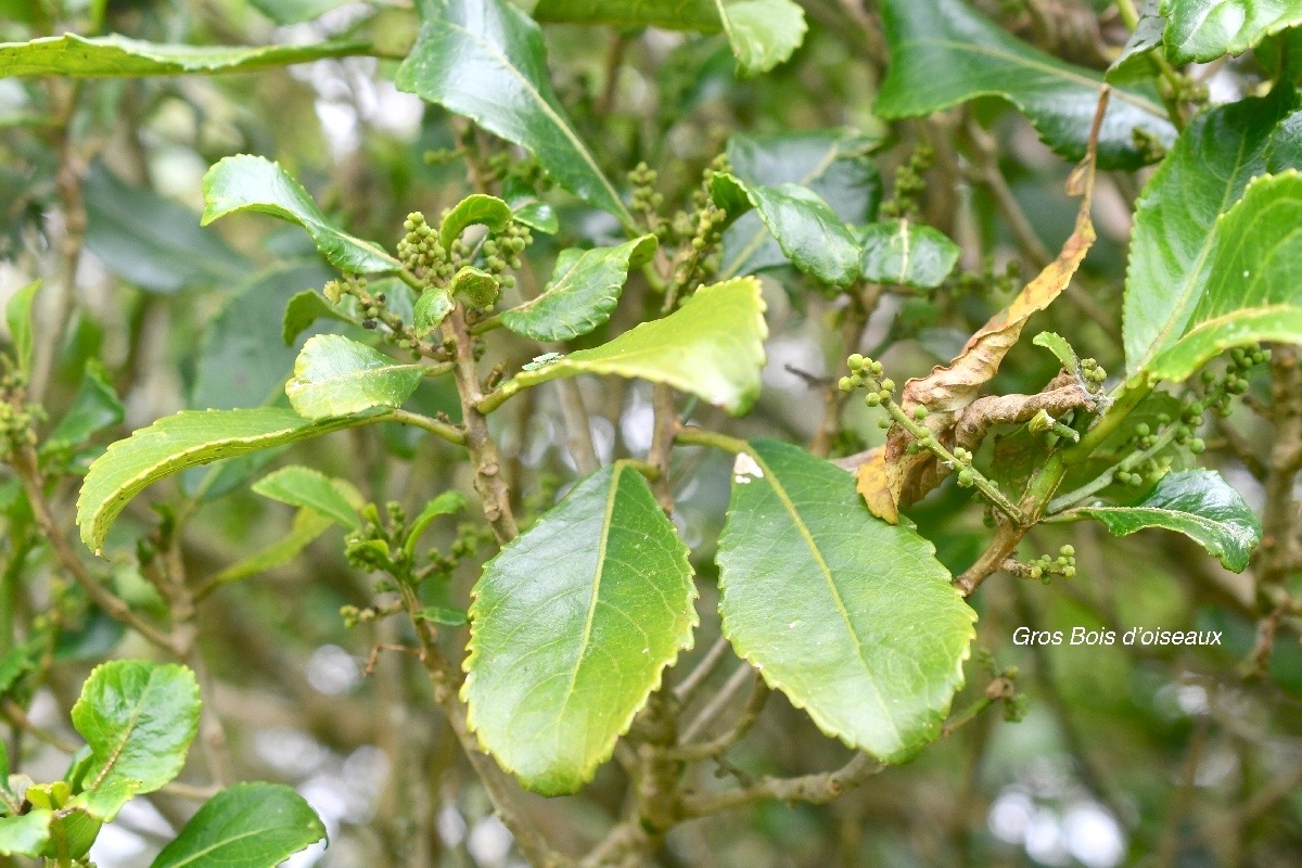 Claoxylon glandulosum Gros Bois d'oiseaux E uphorbiaceae Endémique La Réunion 193.jpeg