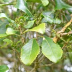 Claoxylon glandulosum Gros Bois d'oiseaux E uphorbiaceae Endémique La Réunion 193.jpeg