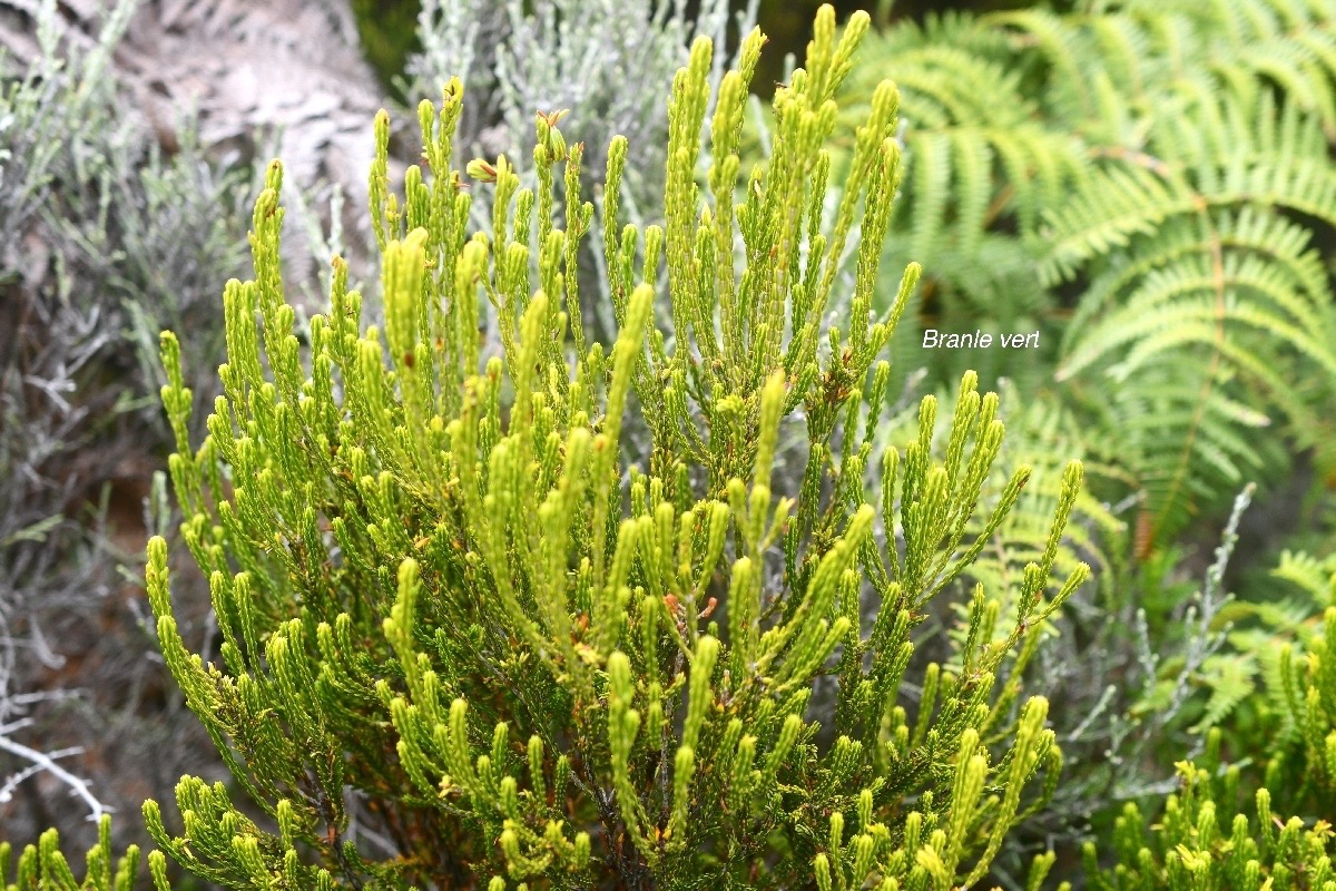 Erica reunionensis Branle vert Erica ceae Endémique La Réunion 163.jpeg