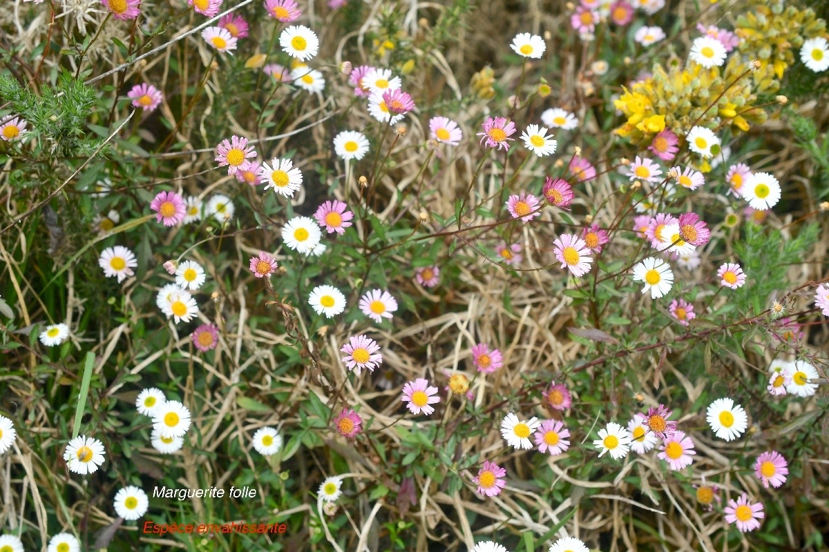 Erigeron karvinskianus Marguerite folle Asteraceae E E 154.jpeg