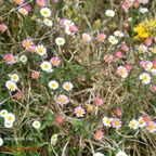 Erigeron karvinskianus Marguerite folle Asteraceae E E 154.jpeg