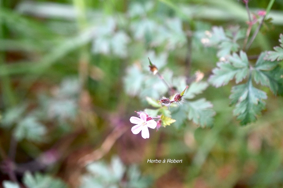 Geranium robertianum  Herbe à Robert Geraniaceae Endémique La Réunion, Maurice 150.jpeg