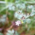 Geranium robertianum  Herbe à Robert Geraniaceae Endémique La Réunion, Maurice 150.jpeg