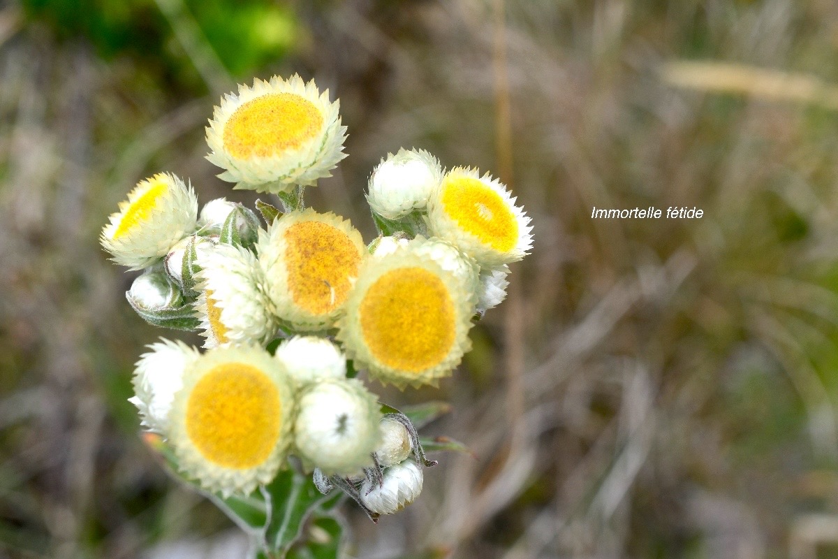 Helichrysum foetidum Immortelle  fétide Asteraceae E E 188.jpeg