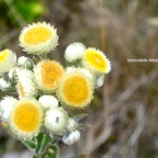 Helichrysum foetidum Immortelle  fétide Asteraceae E E 188.jpeg