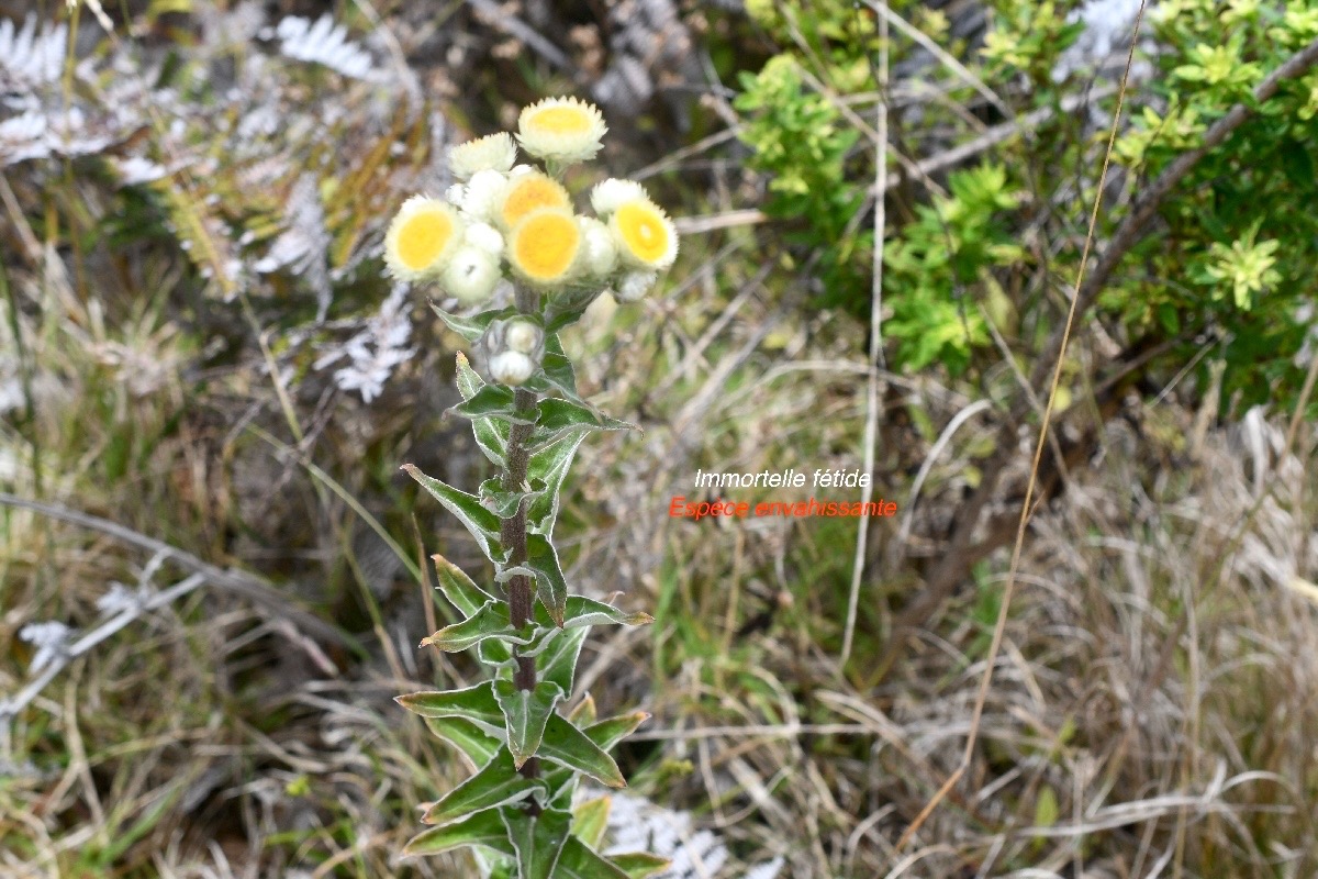 Helichrysum foetidum Immortelle  fétide Asteraceae E E 189.jpeg