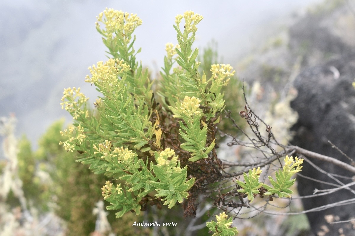 Hubertia ambavilla Ambaville verte Ast eraceae Endémique La Réunion 177.jpeg