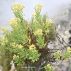 Hubertia ambavilla Ambaville verte Ast eraceae Endémique La Réunion 177.jpeg